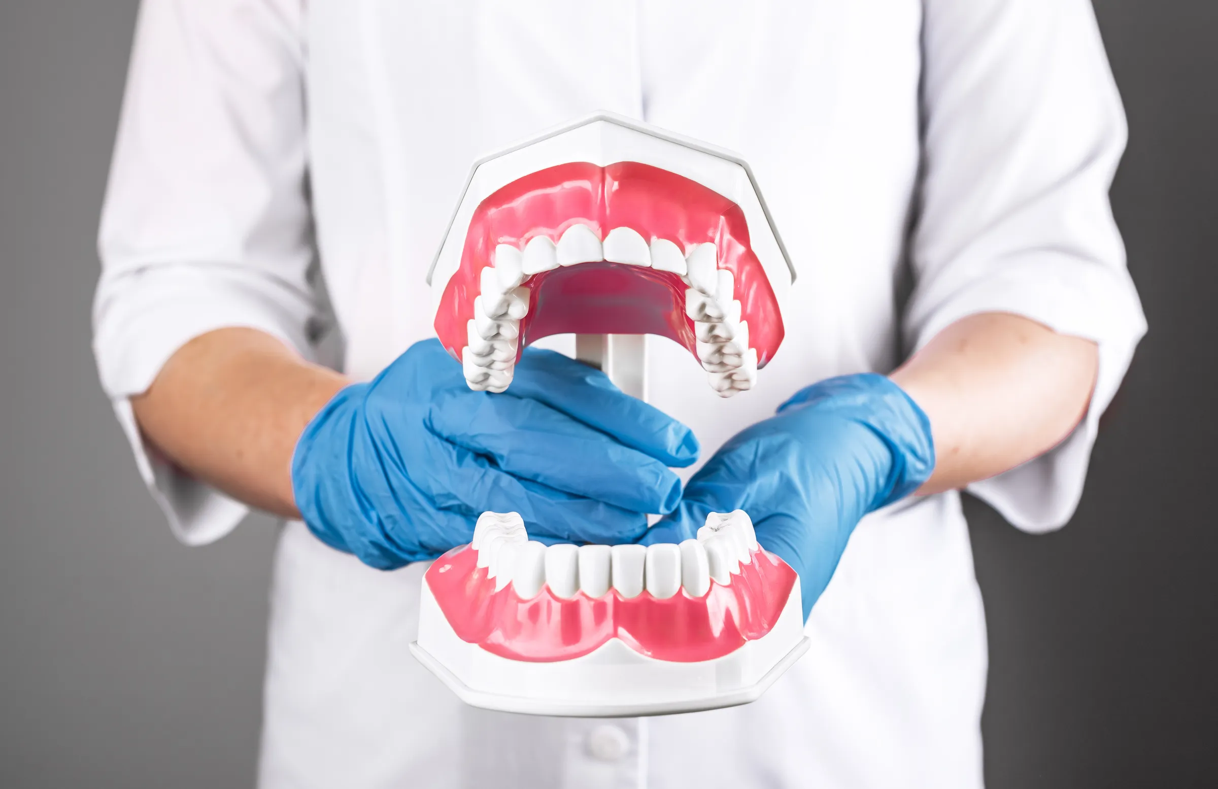 Dental professional holding a model of the jaw and teeth